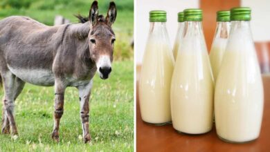 Donkey Milk: The Ancient Superfood Gaining Modern Popularity