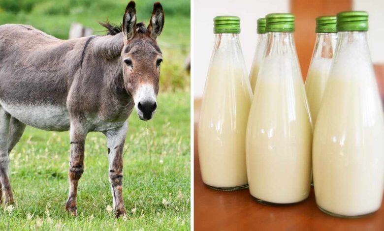 Donkey Milk: The Ancient Superfood Gaining Modern Popularity