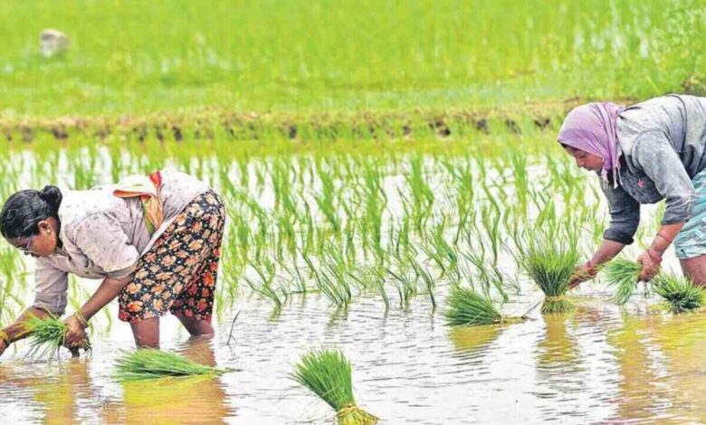 Second phase Rythu Bharosa funds to be credited to Telangana farmers accounts on April 15 under government scheme