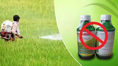 Telangana Government Bans Paraquat Dichloride Herbicide Over Serious Health Risks