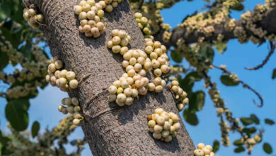 The Miracle Goolar Tree: Natural Remedy for Diabetes, Liver Health, Digestion, and More