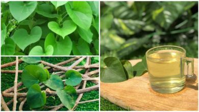 Thippateega Juice: A Natural Remedy to Strengthen Immunity and Improve Overall Health