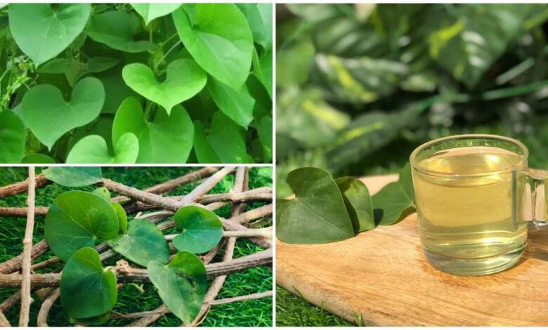 Thippateega Juice: A Natural Remedy to Strengthen Immunity and Improve Overall Health