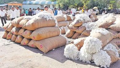 Cotton farmers get MSP gap support under PM AASHA scheme with government compensating price difference through DBT to protect farmer income