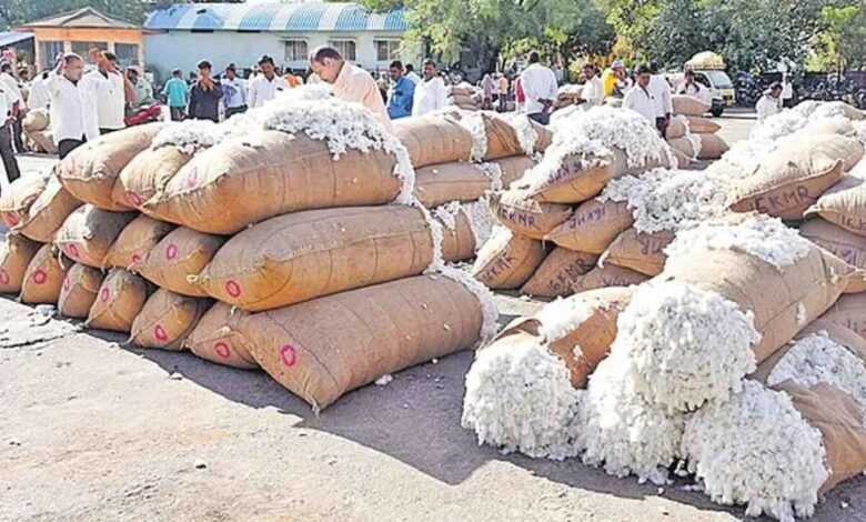 Cotton farmers get MSP gap support under PM AASHA scheme with government compensating price difference through DBT to protect farmer income