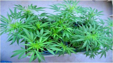 Police seizing ganja plants from Hyderabad techie house terrace during raid on illegal cultivation case