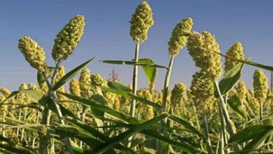 Farmers demand jowar procurement in April second week and seek compensation for crop losses due to unseasonal rains