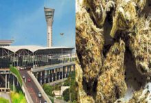 Customs officials seize ganja from passenger at Shamshabad airport during baggage inspection