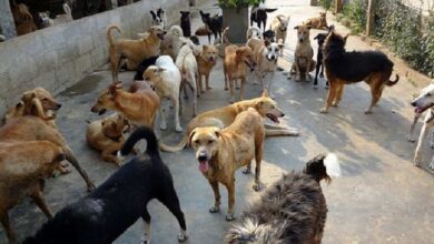 Village area in Peddapalli where street dog attack led to death of a three year old girl raising safety concerns