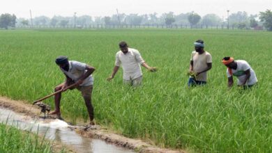 Telangana natural farming leads India with 5 point 53 lakh hectares and lakhs of farmers adopting chemical free agriculture practices