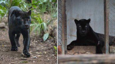 Black panther inside enclosure at Vizag Zoo after being introduced under conservation program