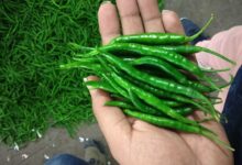 How Green Chillies Thrive in Extreme Summer Heat and Can Be Grown in Abundance at Home