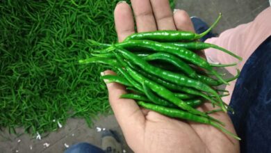 How Green Chillies Thrive in Extreme Summer Heat and Can Be Grown in Abundance at Home
