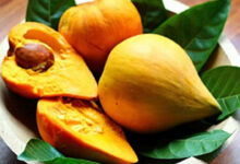 Lucuma Fruit: The Natural Superfood Said to Outperform Shilajit in Energy and Vitality