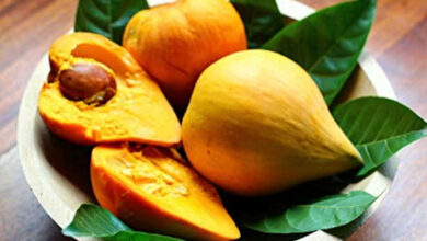 Lucuma Fruit: The Natural Superfood Said to Outperform Shilajit in Energy and Vitality