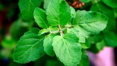 Tulsi Leaves on an Empty Stomach Could Offer Surprising Health Benefits