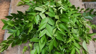 Why Chewing Curry Leaves Every Morning May Offer Surprising Health Benefits
