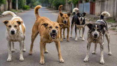 Street Dog Attack Injures Boy in Bhongir Raising Fresh Safety Concerns