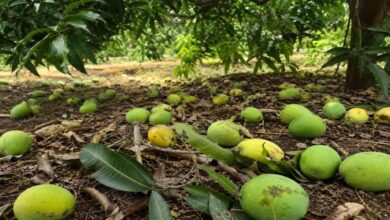 Fallen mangoes scattered across orchards in Chittoor district after strong winds damaged the crop before harvest season