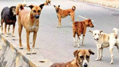 Residents gather after a young boy was seriously injured in a stray dog attack at Teachers Colony in Hyderabad’s BN Reddy Nagar area