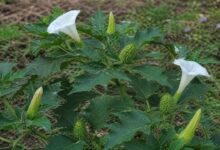 Family hospitalised in Kakinada after eating Datura leaves curry inspired by Instagram reel causing food poisoning and health complications