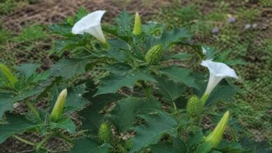 Family hospitalised in Kakinada after eating Datura leaves curry inspired by Instagram reel causing food poisoning and health complications