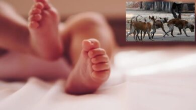 Jadcherla newborn baby death after stray dog attack in Mahabubnagar with police investigating abandonment and safety concerns