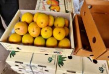 Japan Bans Indian Mango Imports After 20 Years Over Quality Concerns