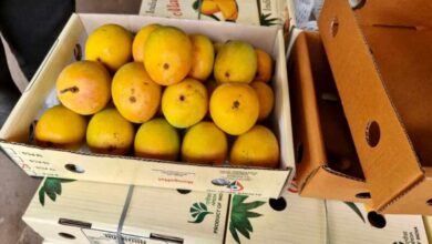 Indian mango export boxes affected after Japan imposed import ban over quarantine and quality concerns