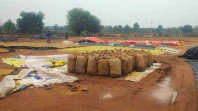 Farmers Suffer Heavy Crop Loss After Unseasonal Rains Across Telangana