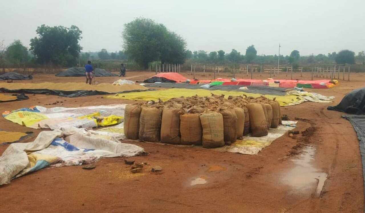 Farmers Suffer Heavy Crop Loss After Unseasonal Rains Across Telangana ...