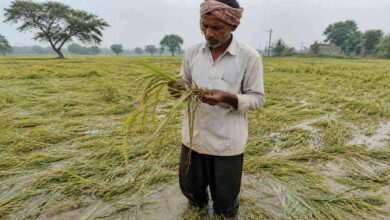 Farmer checking damaged crops in flooded field after unseasonal rains and strong winds in Telangana