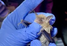Scientists study new coronavirus found in Thailand bats with potential human infection risk